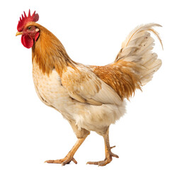Fototapeta premium chicken isolated on png or transparent background 