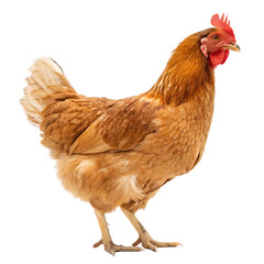 Fototapeta premium chicken isolated on png or transparent background 