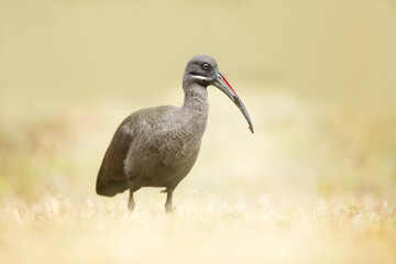 Portrait of a hadada ibis (ibis bostrychia), lake Naivasha, Kenya