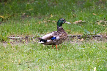 Urban bird photography @ Marquette Park Reserve in Chicago Illinois.