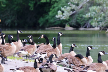 Obraz premium Urban bird photography @ Marquette Park Reserve in Chicago Illinois.