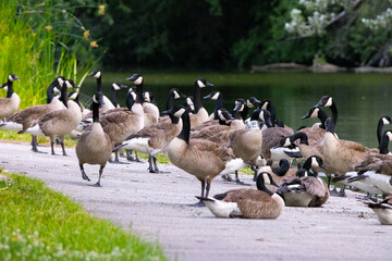 Urban bird photography @ Marquette Park Reserve in Chicago Illinois.