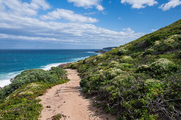 Beautiful seascape with flowers and path at Robberg nature reserve along the Garden route, Plettenberg Bay, Western Cape province, South Africa, Africa