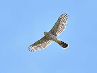 クーパーハイタカ　Cooper's Hawk