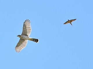 クーパーハイタカ　Cooper's Hawk