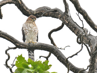 クーパーハイタカ　Cooper's Hawk
