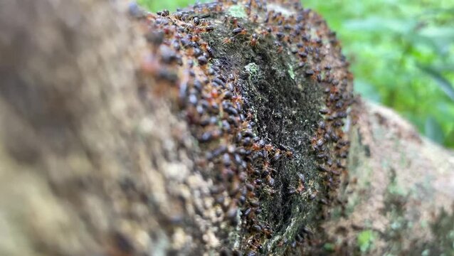 rows of white ants or termite colonies walking on wood. termites gathered together.