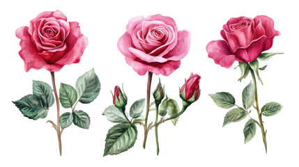 Rose flower valentine watercolor painting isolated on white background png transparent clipart.