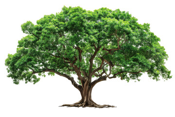 Big green tree spreading branch isolated on white background png transparent clipart.