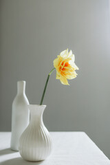 A Yellow narcissus daffodil flower in a white vase