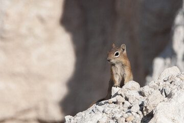 Squirrel in Bryce Canyon National Park