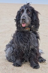 English cocker  covered in sand on the beach