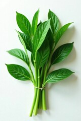 bunch of wild green leaves on a clean white surface, leaf bunch, organic