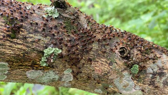 rows of white ants or termite colonies walking on wood. an army of termites walking together.