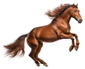 PNG Horse stallion jumping mammal.