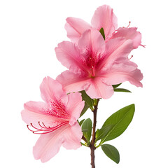 Azalea isolated on white background full depth of field 