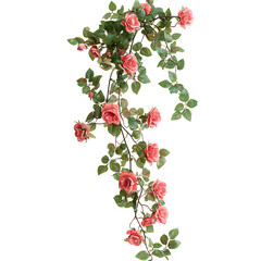 Climbing rose isolated on white background full depth of field 