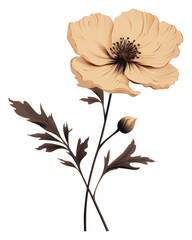 Obraz premium PNG Flower plant petal inflorescence.