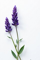 Obraz premium A sprig of fresh lavender flowers against a white background, botanical, lavender
