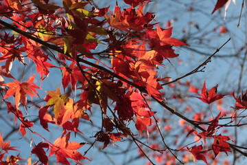 紅葉