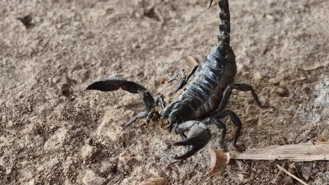 Black scorpions walk on the ground