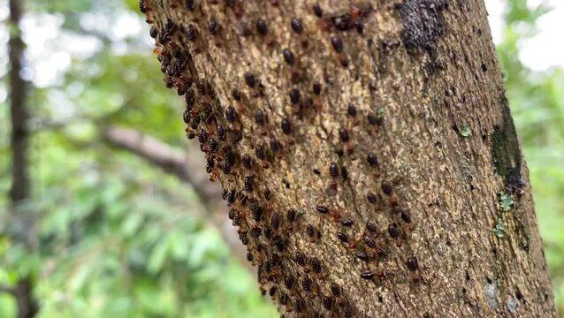 rows of white ants or termite colonies walking on wood. Termites always work together.