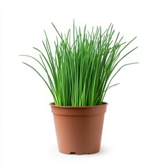 A potted chives plant isolated on white background