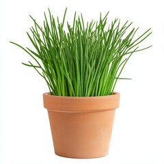 A potted chives plant isolated on white background