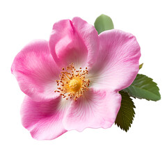 Naklejka premium Eglantine isolated on white background full depth of field 