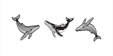 Whale set hand drawn illustration on white background. blue  whale vector. © MOMENIN SUNNY