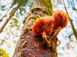 Two orange color mushrooms on the tree