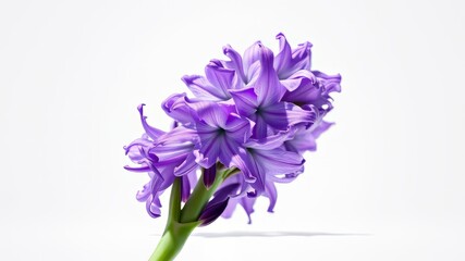 Closeup Purple Hyacinth Flower, White Background, High Detail, Bright Lighting