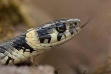 grass snake, natrix natrix, color, yellow, spots, head, eye, pupil tongue, snake, serpent, reptile, squamate