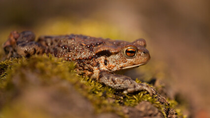 common toad on moss, bufo bufo, tailless amphibian, migration, large toad, eye, close-up, photo, warts, moss