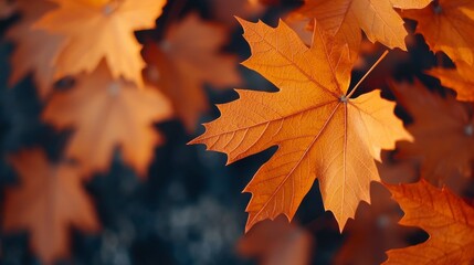 Fototapeta premium Close-Up View of Vibrant Orange Maple Leaves Artfully Arranged on a Dark Background, Highlighting the Beauty of Autumn in Nature's Palette