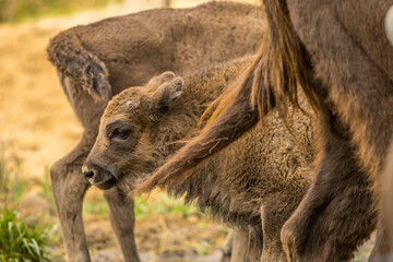 Fototapeta premium young wisent in herd, bison bonasus, european bison, calf, individual, mammal, next to mother