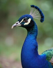 Indian Peacock Profile Portrait.