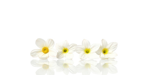 Fototapeta premium Vibrant Collection of Flowers - Artistic Arrangement on Crisp White Background for Creative Projects the product image shot (transparent) , print, banner