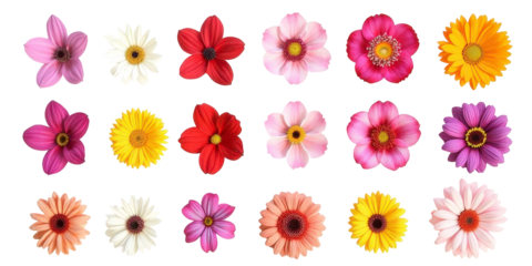 Vibrant Collection of Flowers - Artistic Arrangement on Crisp White Background for Creative Projects the product image shot (transparent) , print, banner