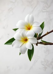 Single frangipani blossom, pristine white background,  isolated,  pure,  botanical