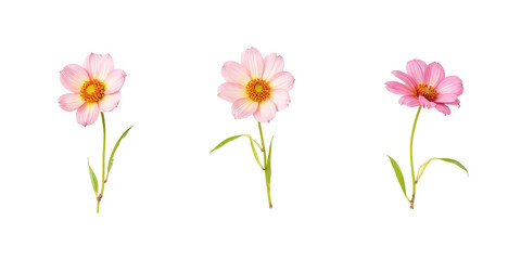 Vibrant Collection of Flowers - Artistic Arrangement on Crisp White Background for Creative Projects the product image shot (transparent) , print, banner