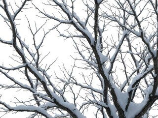 Obraz premium Stark, wintery branches against a bright white backdrop, ice, abstract