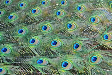 Obraz premium The patterned tailfeather plumage of a male peacock