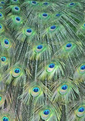 Obraz premium The patterned tailfeather plumage of a male peacock