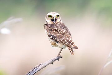 The lucky owl for the new year. Burrowing owl. Athene cunicularia. The large yellow owl eyes.