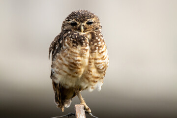 The lucky owl for the new year. Burrowing owl. Athene cunicularia. The large yellow owl eyes.