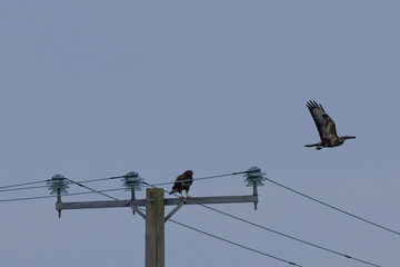 Common Buzzard (Buteo buteo), spotted over Baldoyle Racecourse, Dublin; common in Europe