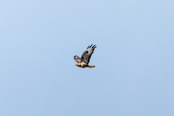 Common Buzzard (Buteo buteo), spotted over Baldoyle Racecourse, Dublin; common in Europe