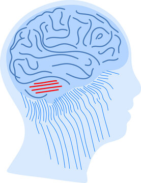 Brain as computer system