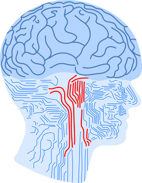 Brain as computer system
